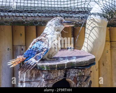 Kookaburra (Dacelo leachii) siede sul ramo dell'albero. Una specie di Kingfisher, Kookaburras si trova in tutta l'Australia settentrionale. Foto Stock
