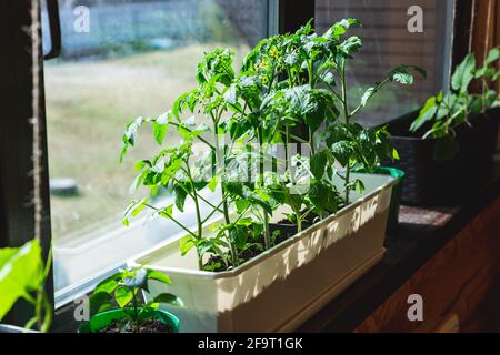 Giovani pianta, piantagione di pomodori, peperoni e cetrioli sulla finestra. Foto Stock