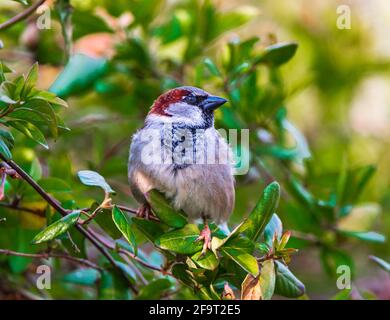 Un passerotto maschio (Passer domesticus) un uccello da giardino comune seduto in un cespuglio verde Foto Stock