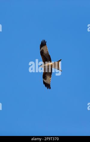 Soaring aquilone rosso Soaring aquilone rosso