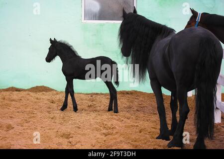 Un bel nemico nero con un cavallo madre contro il muro verde in un pascolo. Un piccolo cavallo è in piedi vicino Raven mare presso l'ippodromo. Animali da fattoria Foto Stock