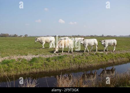 Mucche bianche (piemontesi) nel prato. Paesaggio pascolo nei Paesi Bassi vicino al villaggio di Bergen. Aprile, primavera Foto Stock