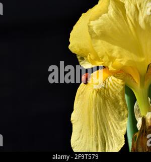 Ladybug rosso che cammina sul fiore giallo iris su sfondo nero Foto Stock