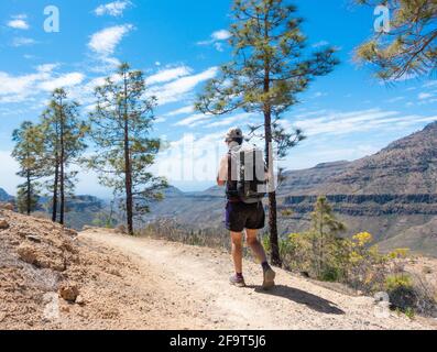 Donna a piedi, escursioni su sentiero di montagna attraverso la pineta di Gran Canaria, Isole Canarie, Spagna Foto Stock