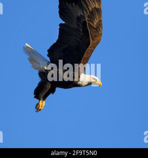 Primo piano di un'Aquila Bald che salgono in alto nell'aria mentre inizia il suo volo, con il sole del pomeriggio che splende su di essa contro un cielo blu profondo. Foto Stock