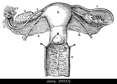 Organi genitali interni delle donne. Illustrazione del 19 ° secolo. Germania. Sfondo bianco. Foto Stock