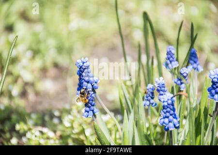 un'ape raccoglie nettare su un fiore lupino. sfondo naturale erba naturale con sfocatura e bokeh Foto Stock