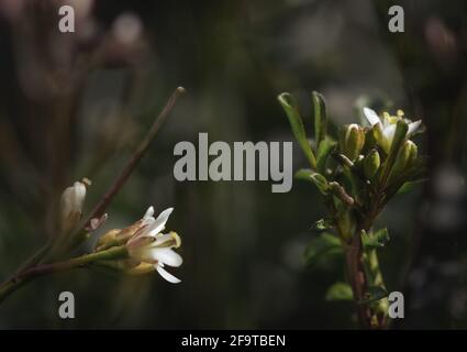 Fiori bianchi piccoli, Vista laterale, sfondo verde Foto Stock
