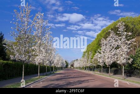 Chester Road fiancheggiata da alberi di fiori di ciliegia su entrambi i lati Reggenti Park London Foto Stock