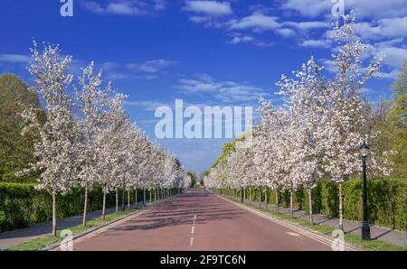Chester Road fiancheggiata da alberi di fiori di ciliegia su entrambi i lati Reggenti Park London Foto Stock