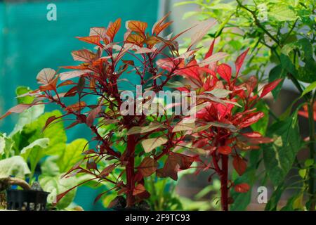 Amaranthus dubius rosso, spinaci rossi, spinaci cinesi, amaranto di milza appartiene alla famiglia economicamente importante Amarantaceae Foto Stock