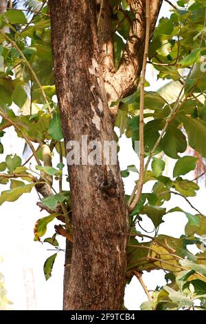 enorme legno di teak in primo piano con rami e. foglie Foto Stock
