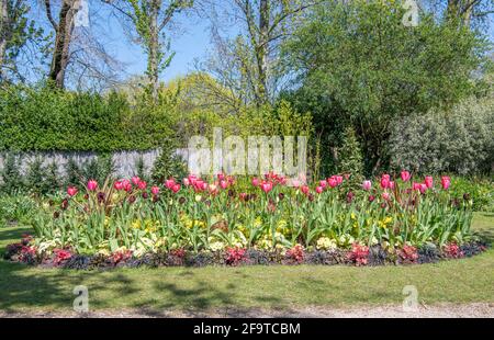 Colorato giardino letto con tulipani rosa Giardino Segreto Regents Park Londra Foto Stock