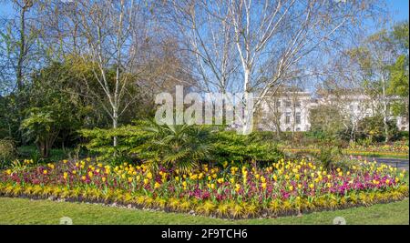 Colorati aiuole primaverili con tulipani gialli e polianto viola Regents Park Londra Foto Stock