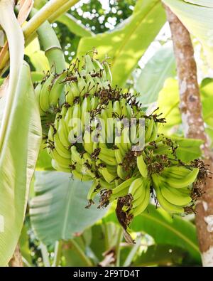 mazzo di banane verdi appese su un albero Foto Stock