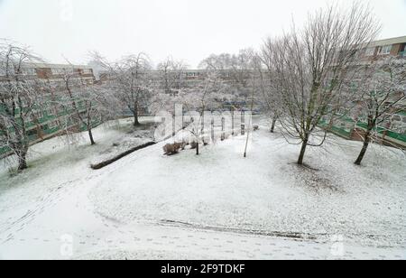 Impronte di neve che coprono un'area semi-chiusa circondata da bassi blocchi di appartamenti per alloggi sociali a Lansdowne Estate, Sheffield Foto Stock