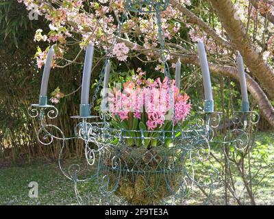 Arte e creatività nel giardino Bedfordshire di Kathy Brown in un giorno aperto nell'aprile 2021; candelabro d'epoca piantato con giacinti. Foto Stock