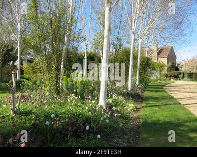 Una vista delle frigilarie primaverili che crescono tra alti e sottili alberi di betulla nel giardino di Kathy Brown in un giorno aperto nell'aprile 2021. Foto Stock