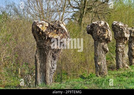 Salice bianco (Salix alba), salici pollard sono stati potati Foto Stock