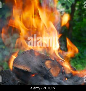 Fiamma rossa e cenere su legna da ardere in fiamme all'esterno su un sfondo di alberi verdi in estate Foto Stock