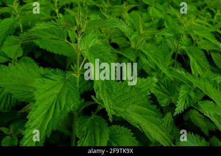 Ortica pianta. Ortica con foglie verdi soffici. Background pianta ortica cresce nel terreno. Ortica su sfondo naturale. Spazio di copia Foto Stock