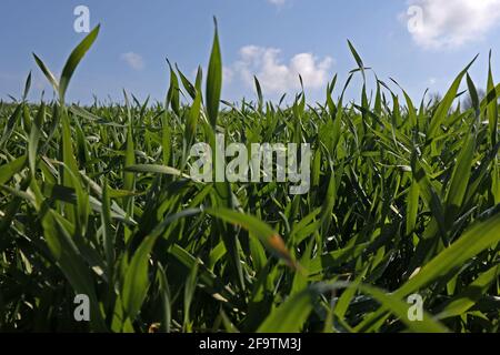 Germogli verdi di grano invernale sul campo in primavera. Foto Stock