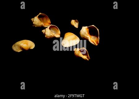 Shell multipli isolati in nero Foto Stock