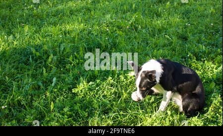 Un simpatico cane bianco e nero copre il naso con la gamba come se per evitare un odore offendente. Foto Stock