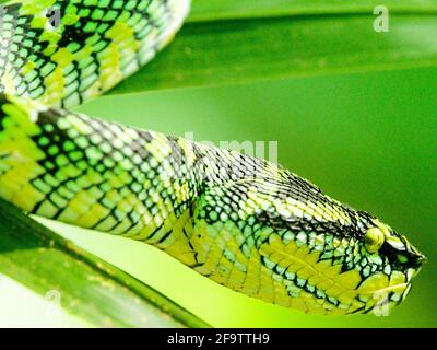 Closeup di serpente pericoloso verde Sumatran Pit Viper (Trimeresurus sumatranus) nell'albero Sumatra, Indonesia. Foto Stock