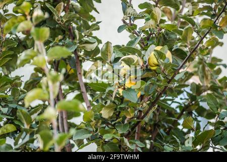 Chinse sul tree.Quince sul ramo. Mela cotogna biologica matura sul ramo nella stagione autunnale. Foto Stock