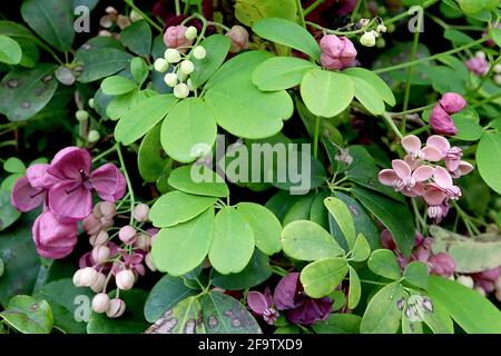 Akebia quinata vite di cioccolato – fiori viola profumati a forma di coppa con setti spessi, aprile, Inghilterra, Regno Unito Foto Stock