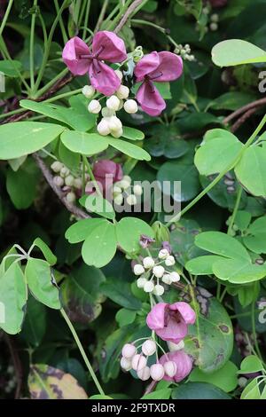 Akebia quinata vite di cioccolato – fiori viola profumati a forma di coppa con setti spessi, aprile, Inghilterra, Regno Unito Foto Stock