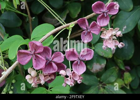 Akebia quinata vite di cioccolato – fiori viola profumati a forma di coppa con setti spessi, aprile, Inghilterra, Regno Unito Foto Stock