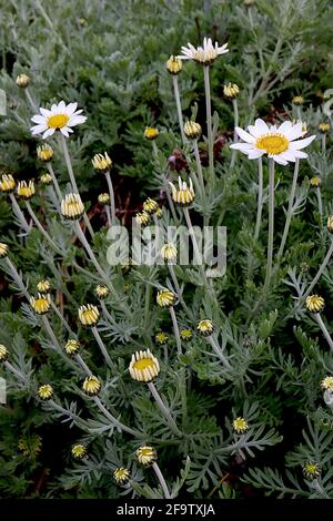 Anthemis punctata subsp cupaniana camomilla siciliana – margherite bianche su lunghi steli e fogliame piume, aprile, Inghilterra, Regno Unito Foto Stock