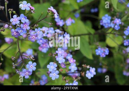 Brunnera macrophylla ‘Oro Verde’ Grande oro senza dimenticare-me-non Oro Verde – spray di fiori blu vivido con petali arrotondati, aprile, Inghilterra, Regno Unito Foto Stock