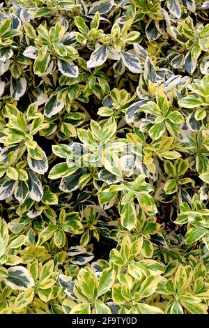 Euonymus fortunei ‘gracilis’ Fortune’s spindle gracilis – foglie gialle con spruzzi di verde medio, foglie di crema con spruzzi di verde scuro, aprile, Regno Unito Foto Stock