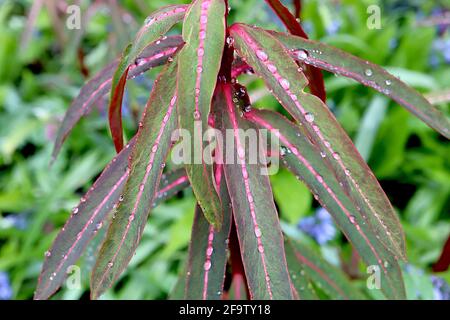 Euphorbia griffithii ‘DMixter’ Spurge Dixter – verdolino verde scuro a foglia ellittica lunga con midrib centrale, aprile, Inghilterra, Regno Unito Foto Stock