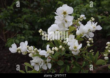 Exochorda x macrantha ‘la sposa’ perlbush la sposa – masse di fiori bianchi a forma di coppa su rami arcuati, aprile, Inghilterra, Regno Unito Foto Stock