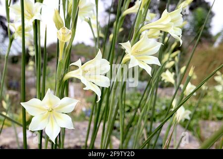 Gladiolus tristis var concolor sempre fiorente Gladiolus – grandi fiori bianchi a forma di imbuto, aprile, Inghilterra, Regno Unito Foto Stock