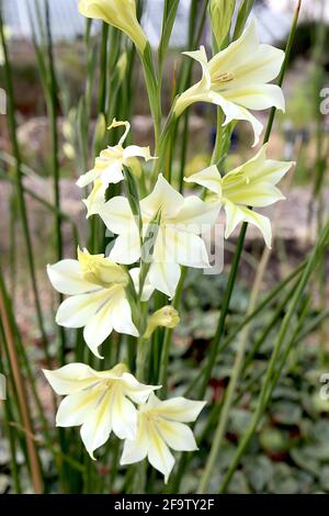 Gladiolus tristis var concolor sempre fiorente Gladiolus – grandi fiori bianchi a forma di imbuto, aprile, Inghilterra, Regno Unito Foto Stock