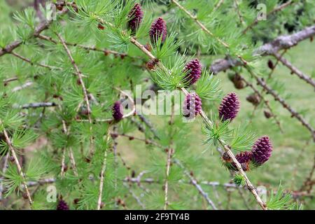 Larix decidua larice europeo – ciuffi di foglie a spillo e coni marroni immaturi rossi, aprile, Inghilterra, Regno Unito Foto Stock