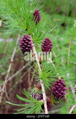 Larix decidua larice europeo – ciuffi di foglie a spillo e coni marroni immaturi rossi, aprile, Inghilterra, Regno Unito Foto Stock