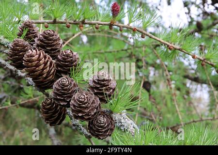 Larix decidua larice europeo – ciuffi di foglie a spillo e coni muti bruni, aprile, Inghilterra, Regno Unito Foto Stock