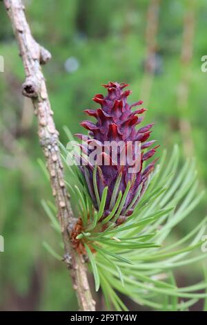 Larix decidua larice europeo – ciuffi di foglie a spillo e coni marroni immaturi rossi, aprile, Inghilterra, Regno Unito Foto Stock