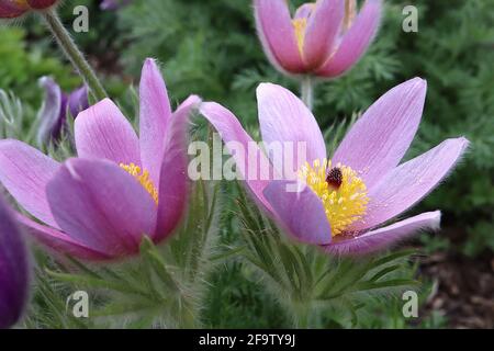 Pulsatilla vulgaris Pasqueflower - fiori viola malva e fogliame setoso dissecato, aprile, Inghilterra, Regno Unito Foto Stock