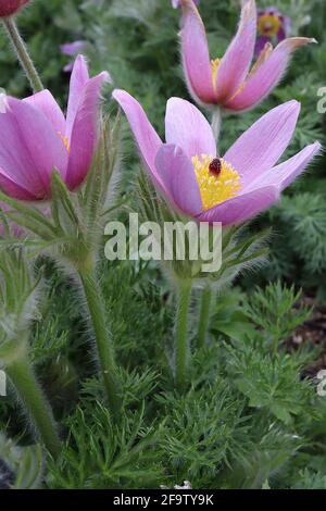 Pulsatilla vulgaris Pasqueflower - fiori viola malva e fogliame setoso dissecato, aprile, Inghilterra, Regno Unito Foto Stock