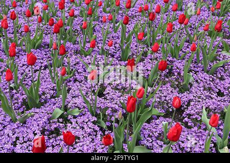 Tulipa ‘Kingswood’ Single Late 5 Kingswood tulip – Scarlet fiori rossi, Aubrieta deltoidea Royal Violet aprile, Inghilterra, Regno Unito Foto Stock