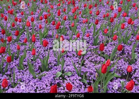 Tulipa ‘Kingswood’ Single Late 5 Kingswood tulip – Scarlet fiori rossi, Aubrieta deltoidea Royal Violet aprile, Inghilterra, Regno Unito Foto Stock