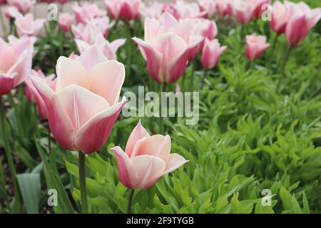 Tulipa ‘Sanne’ Triumph tulip 3 Sanne tulip – fiori rosa, ampi bordi crema, petali appuntiti, aprile, Inghilterra, REGNO UNITO Foto Stock