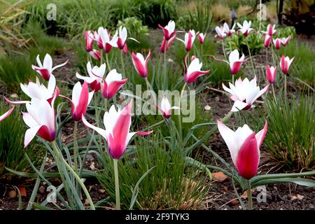 Tulipa clusiana ‘bastone di menta piperita’ specie tulipano 15 menta piperita bastone tulipano - fiori rossi di carminio, bordi bianchi, petali interni bianchi, aprile, Inghilterra, REGNO UNITO Foto Stock